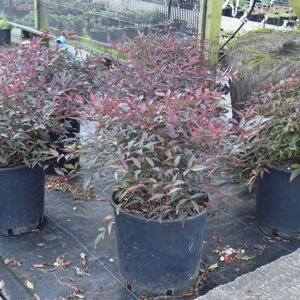 Nandina domestica 'Flirt' 20-30 cm